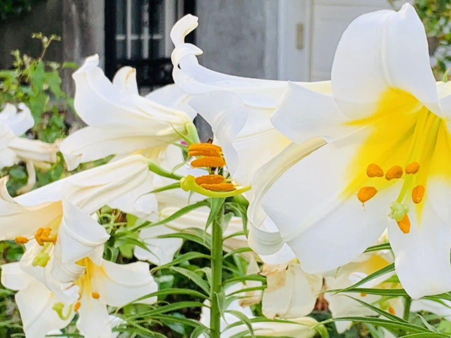 IMG_5947.jpg?type=w966