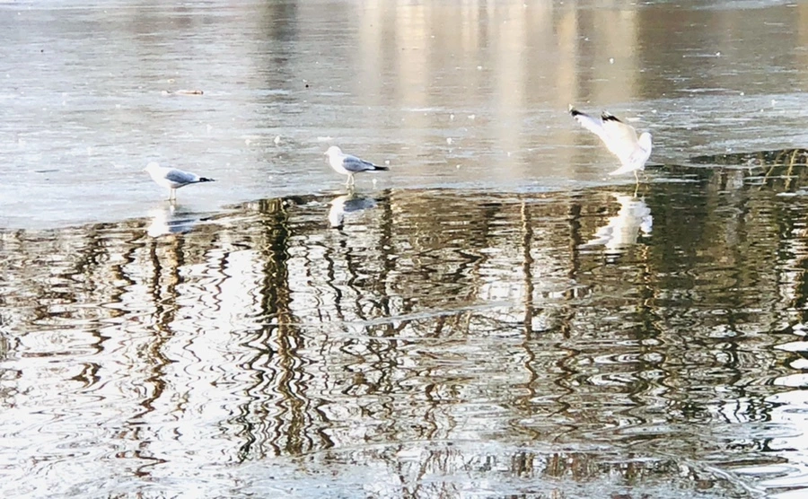 IMG_2673.jpg?type=w966