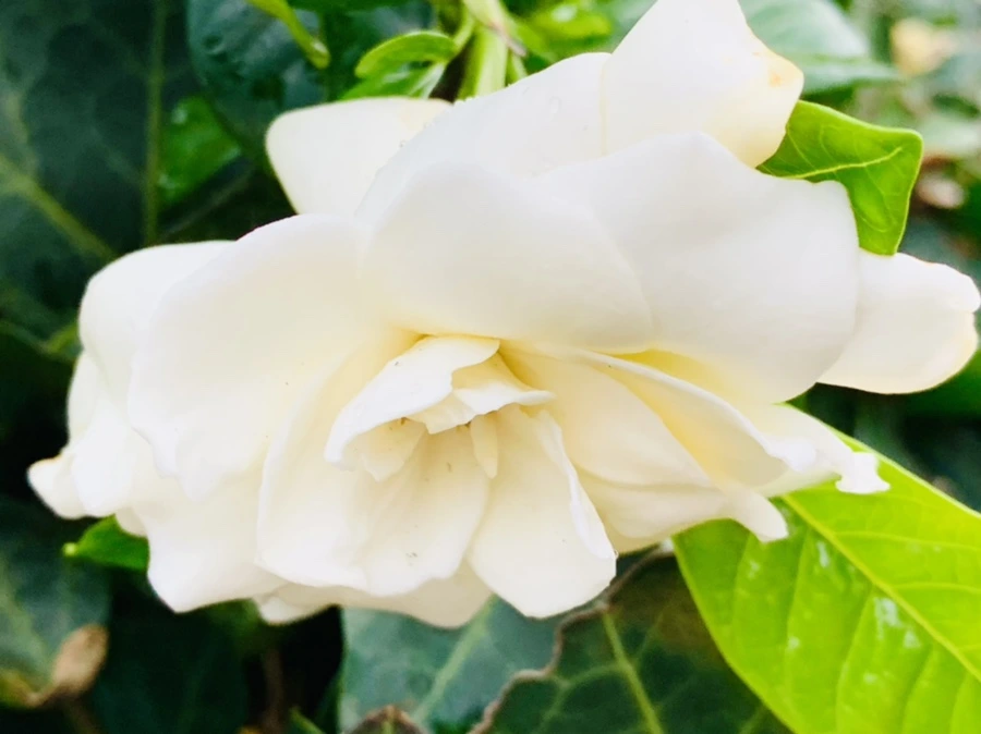 IMG_3960.jpg?type=w966