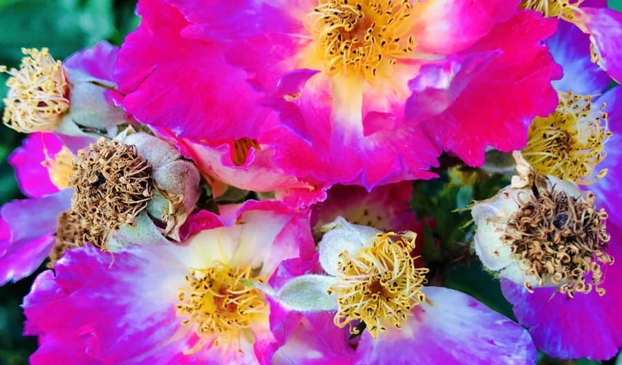 IMG_9644.jpg?type=w966