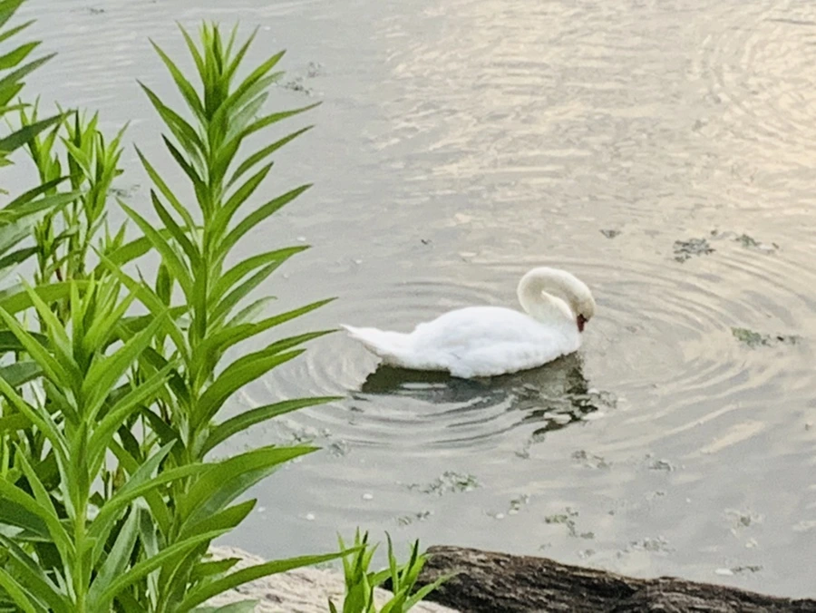 IMG_6368.jpg?type=w966