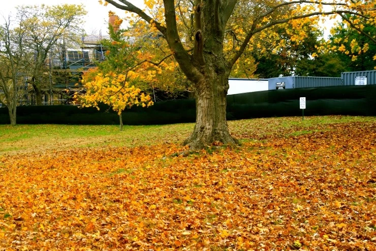 IMG_4521.JPG?type=w1