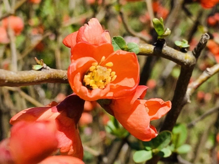 IMG_8559.jpg?type=w966