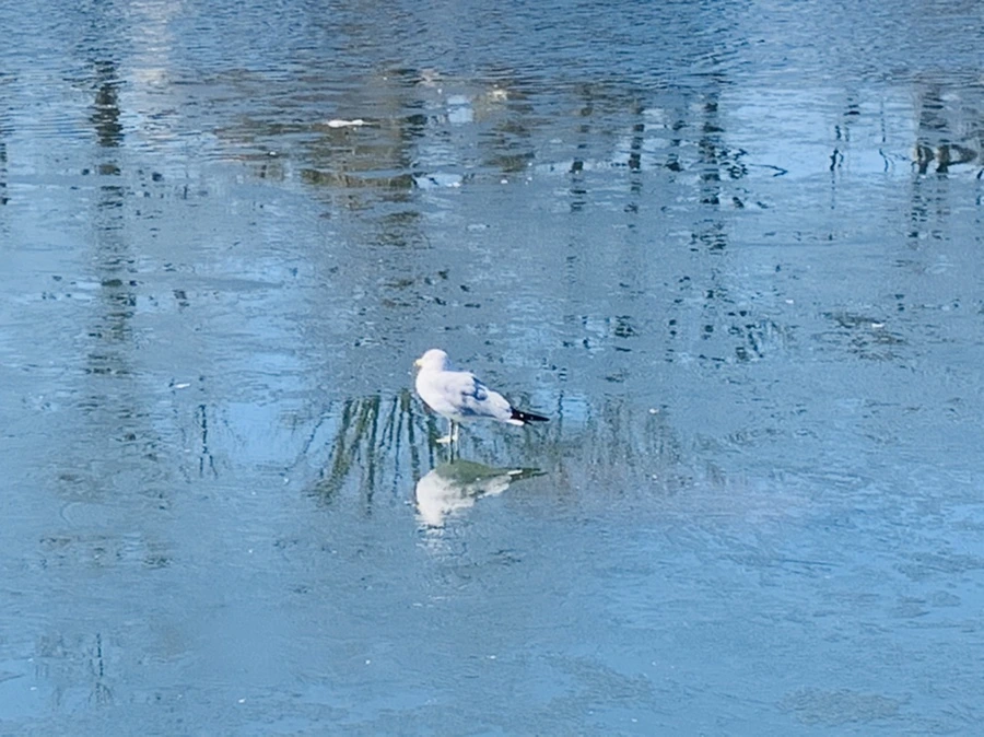 IMG_7001.jpg?type=w966