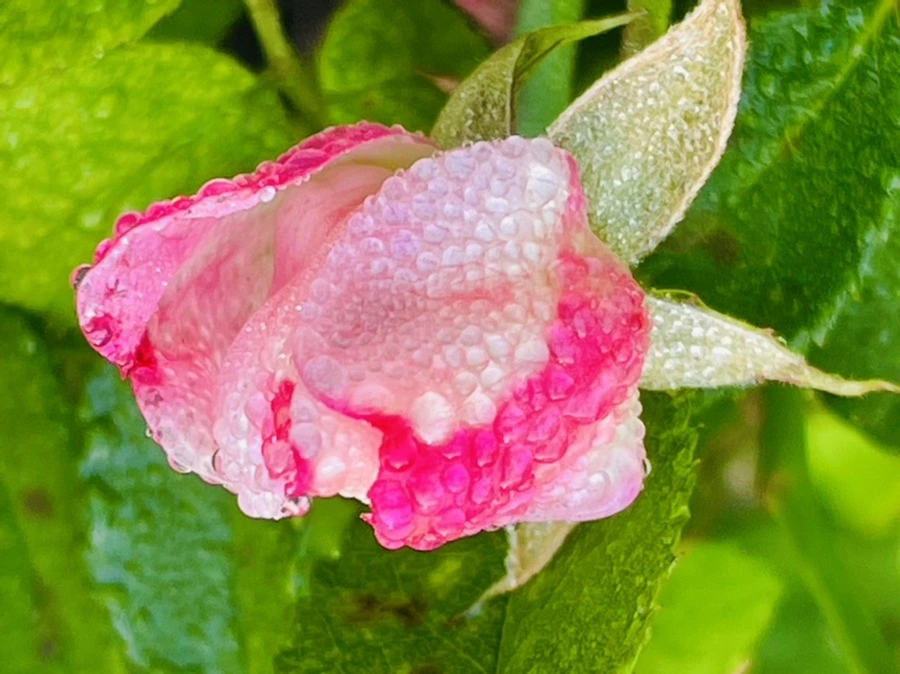 IMG_0963.jpg?type=w966