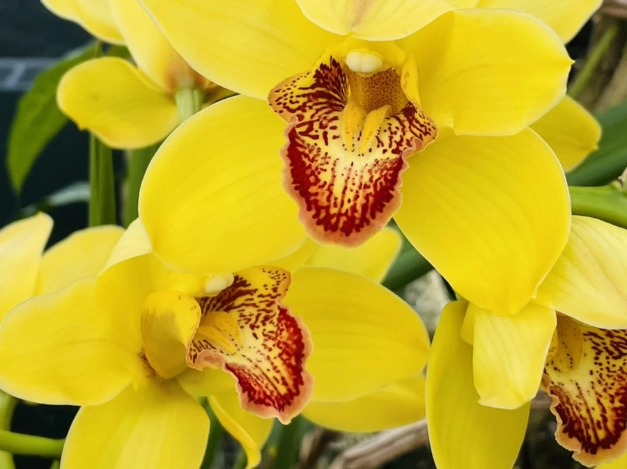 IMG_4457.jpg?type=w966