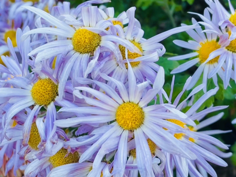 IMG_4102.jpg?type=w966