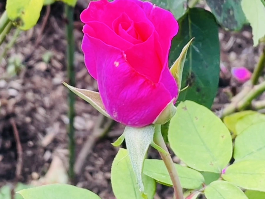 IMG_0164.jpg?type=w966