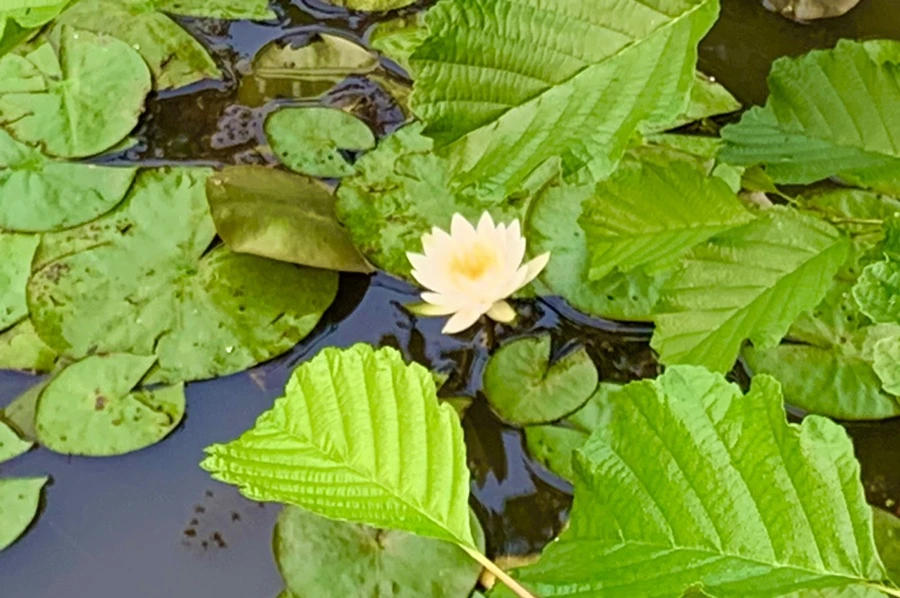 IMG_8261.jpg?type=w966