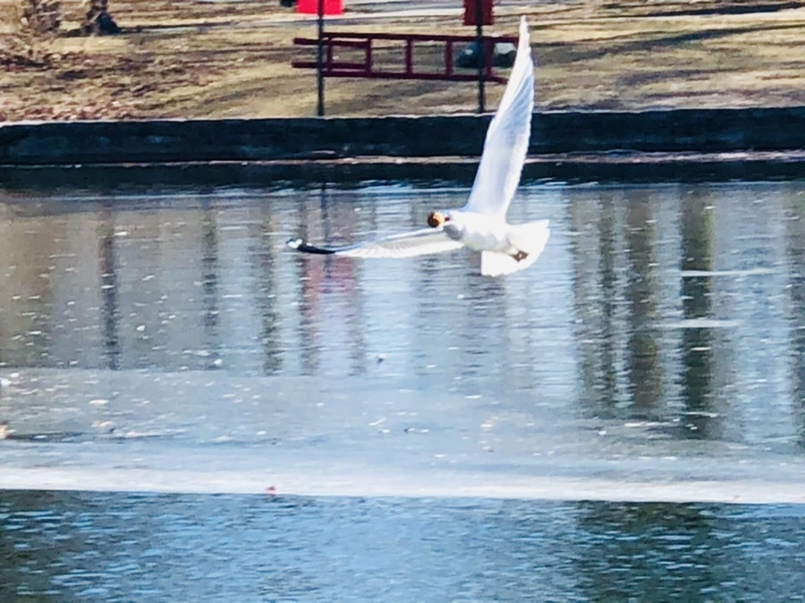 IMG_5560.jpg?type=w966