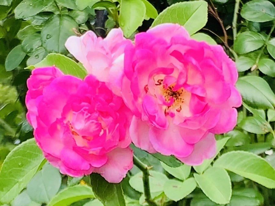 IMG_8529.jpg?type=w966