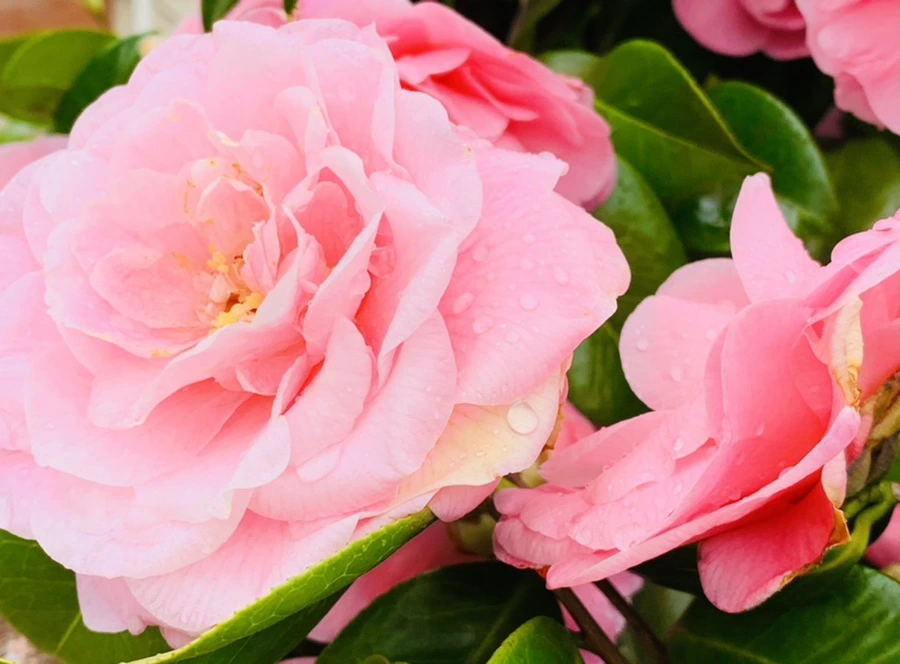 IMG_1422.jpg?type=w966