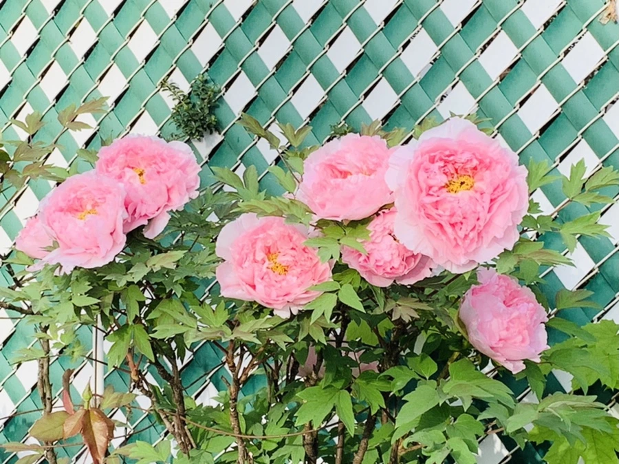 IMG_9117.jpg?type=w966