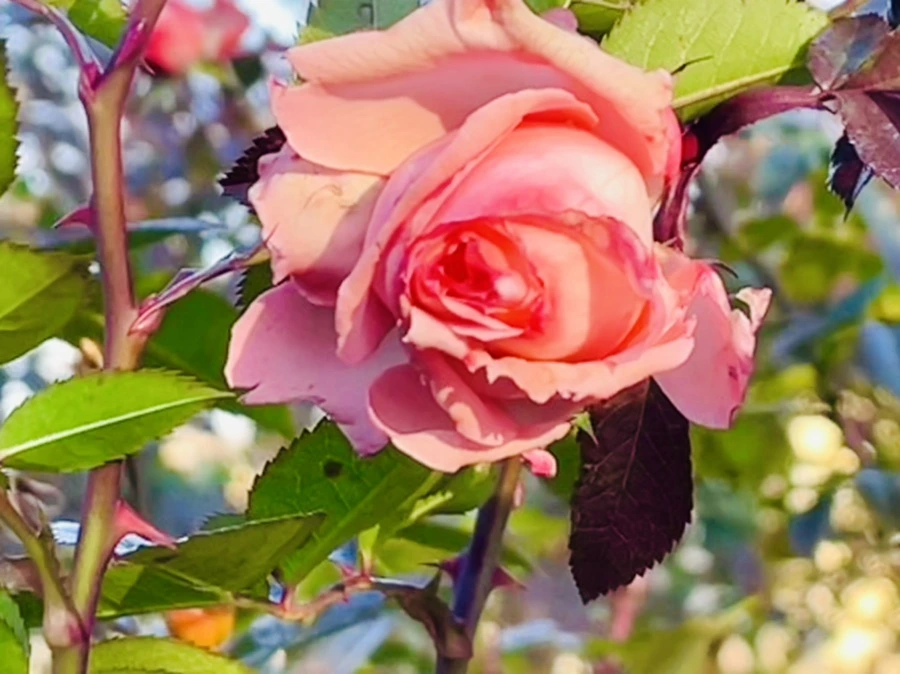 IMG_5998.jpg?type=w966