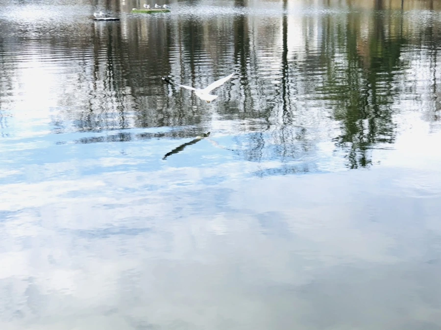 IMG_9867.jpg?type=w966