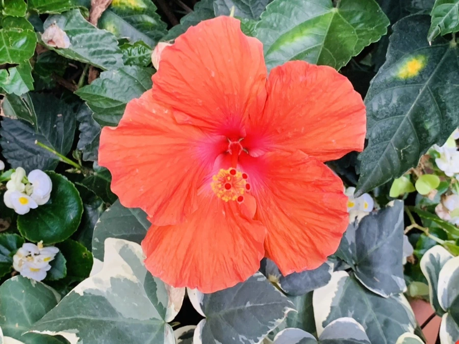 IMG_1709.jpg?type=w966