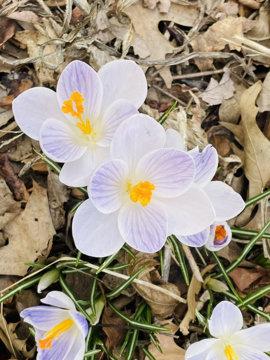 IMG_5173.jpg?type=w966