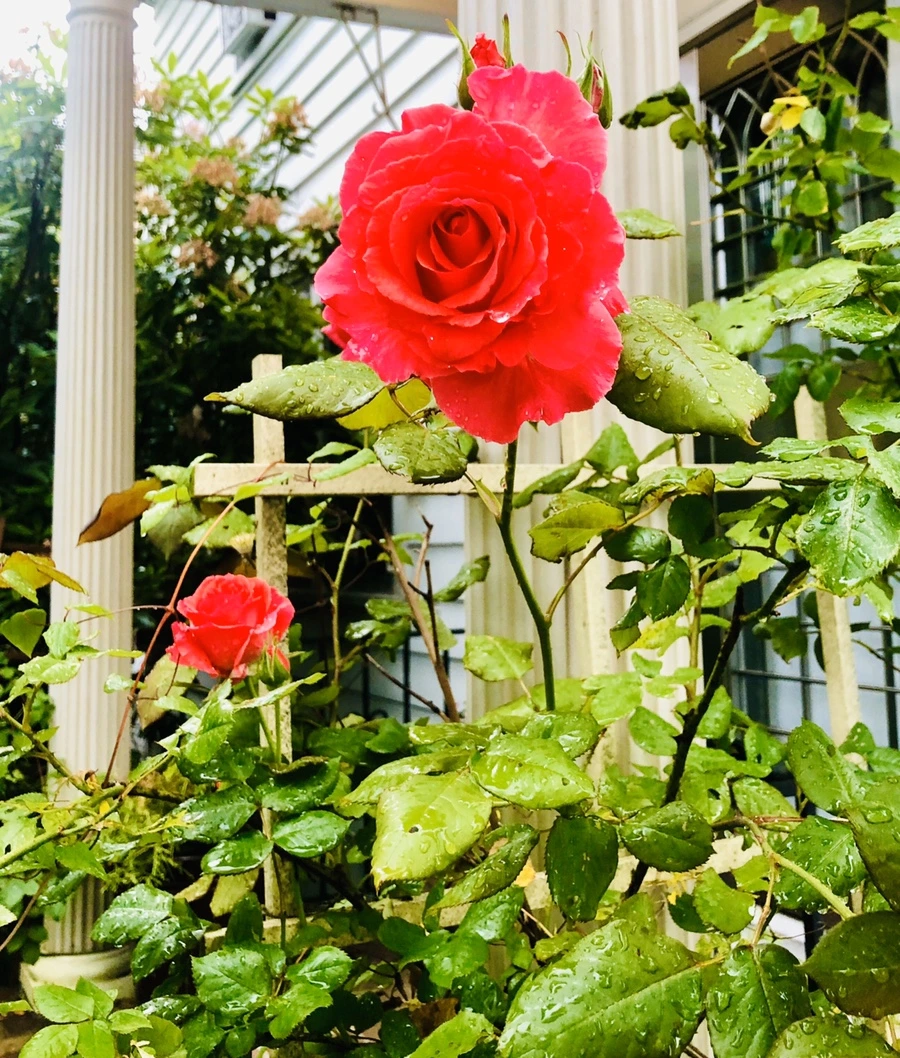 IMG_8116.jpg?type=w966