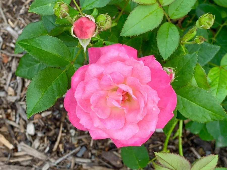 IMG_2680.jpg?type=w966