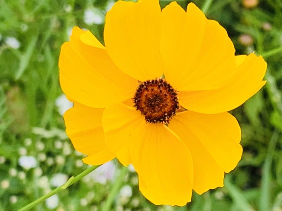 IMG_7265.jpg?type=w966