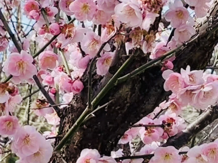 IMG_6618.jpg?type=w966