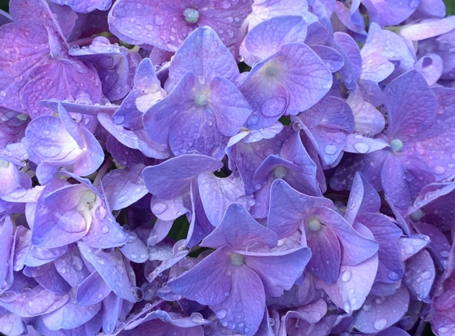 IMG_9092.jpg?type=w966