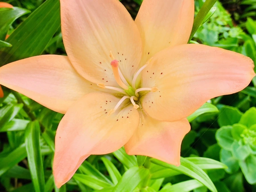 IMG_7279.jpg?type=w966