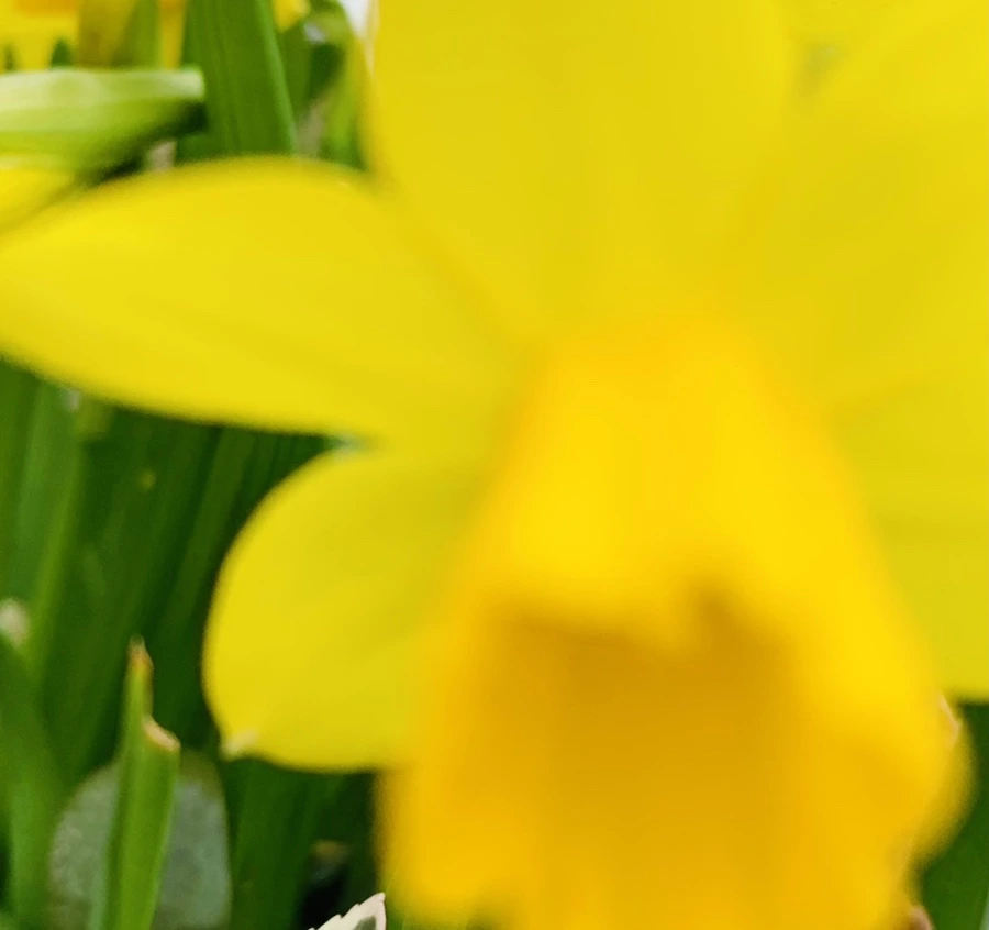 IMG_3199.jpg?type=w966