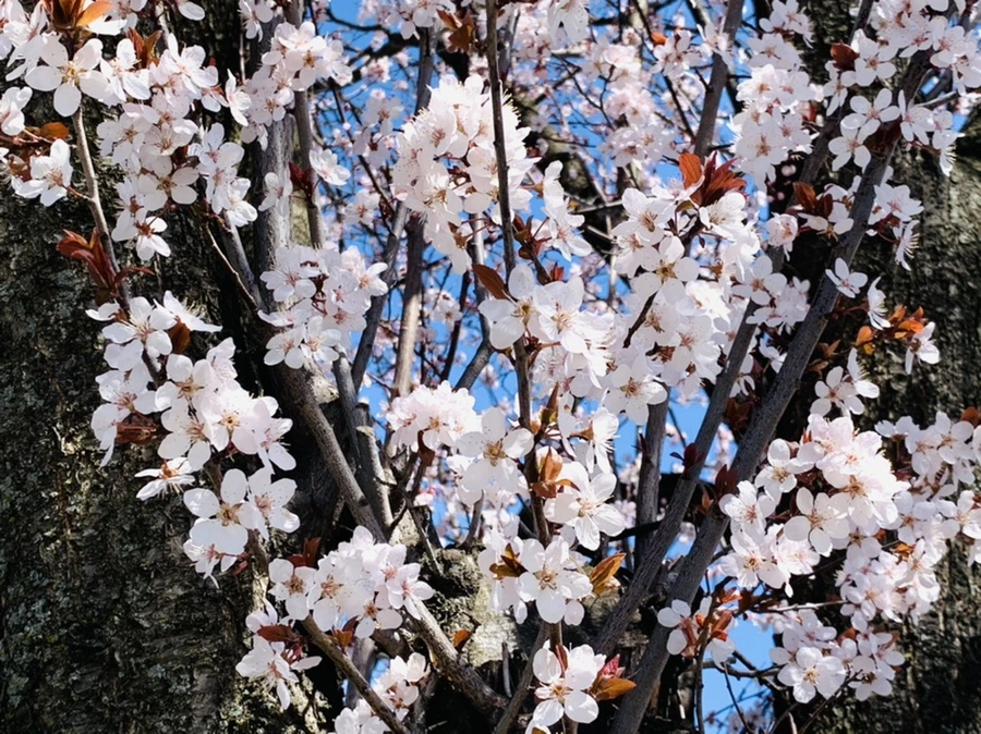 IMG_7960.jpg?type=w966