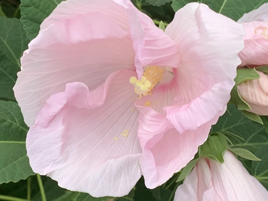 IMG_6043.jpg?type=w966