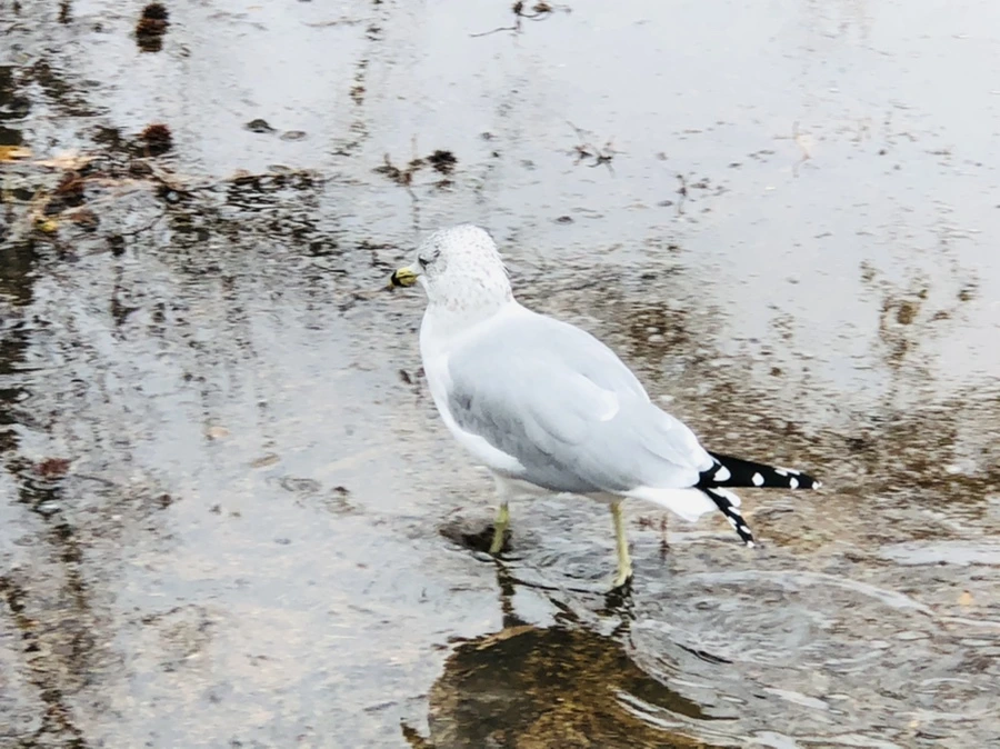 IMG_9381.jpg?type=w966