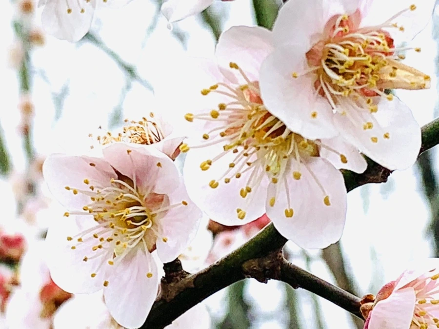 IMG_3675.jpg?type=w966