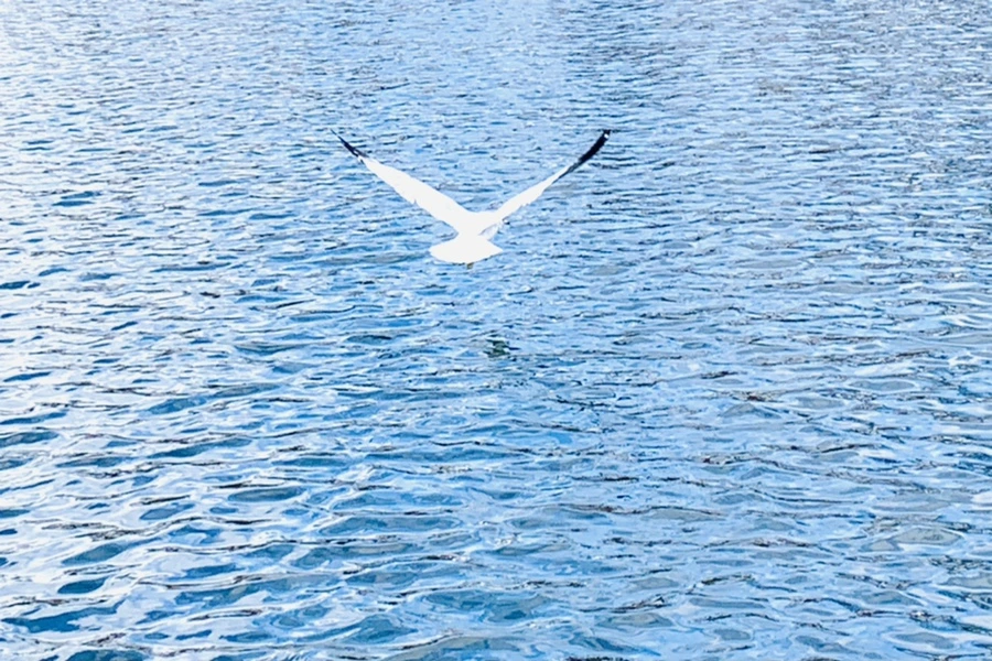 IMG_7725.jpg?type=w966