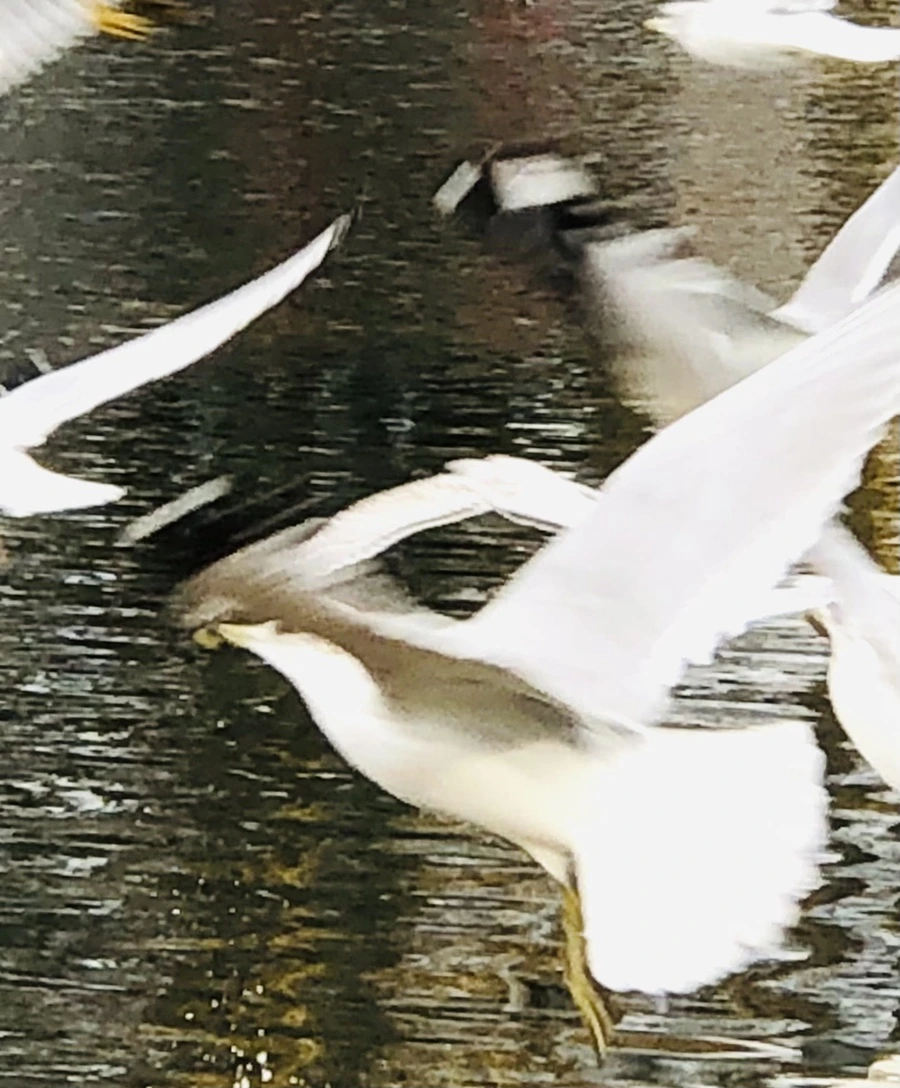 IMG_8637.jpg?type=w966