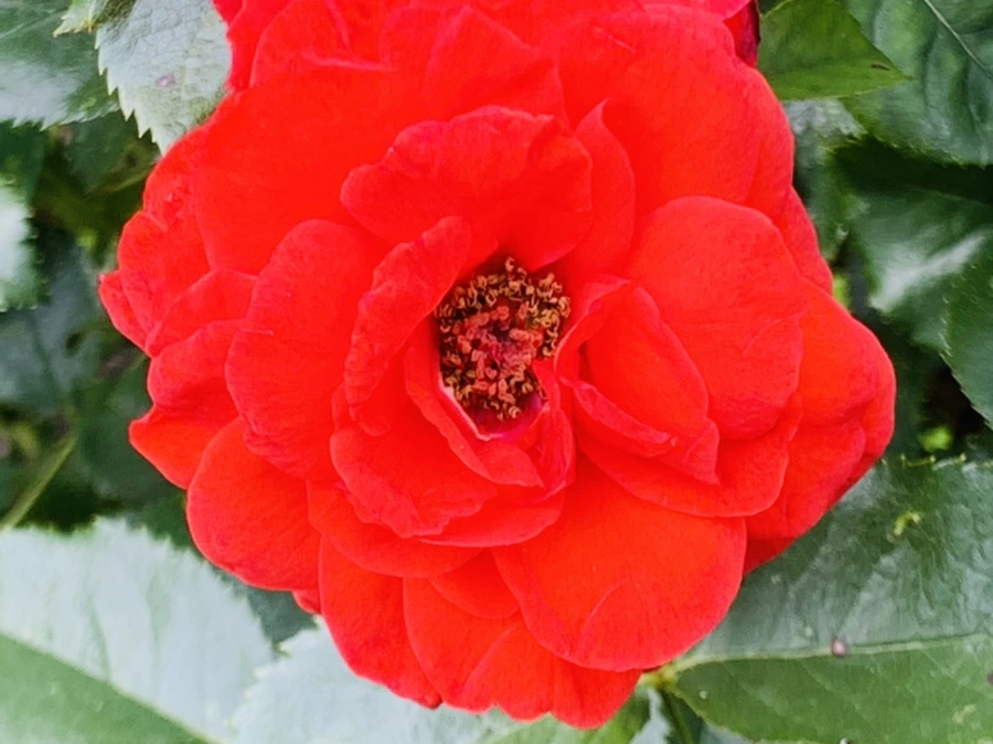 IMG_4951.jpg?type=w966