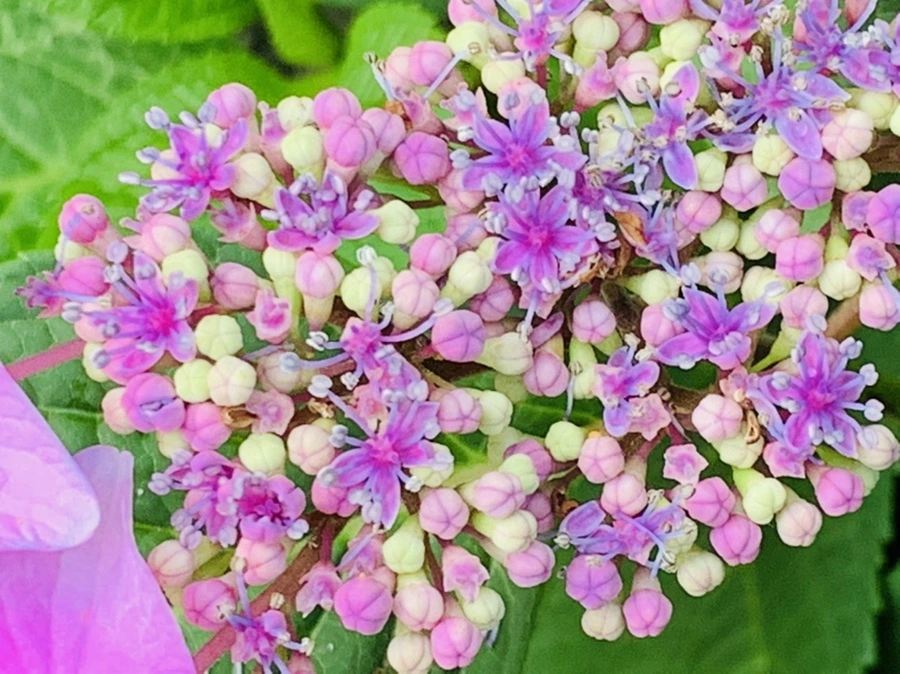 IMG_6056.jpg?type=w966