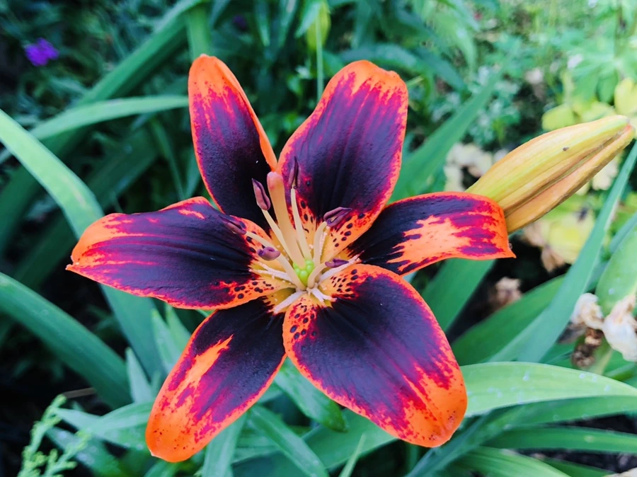 IMG_9522.jpg?type=w966