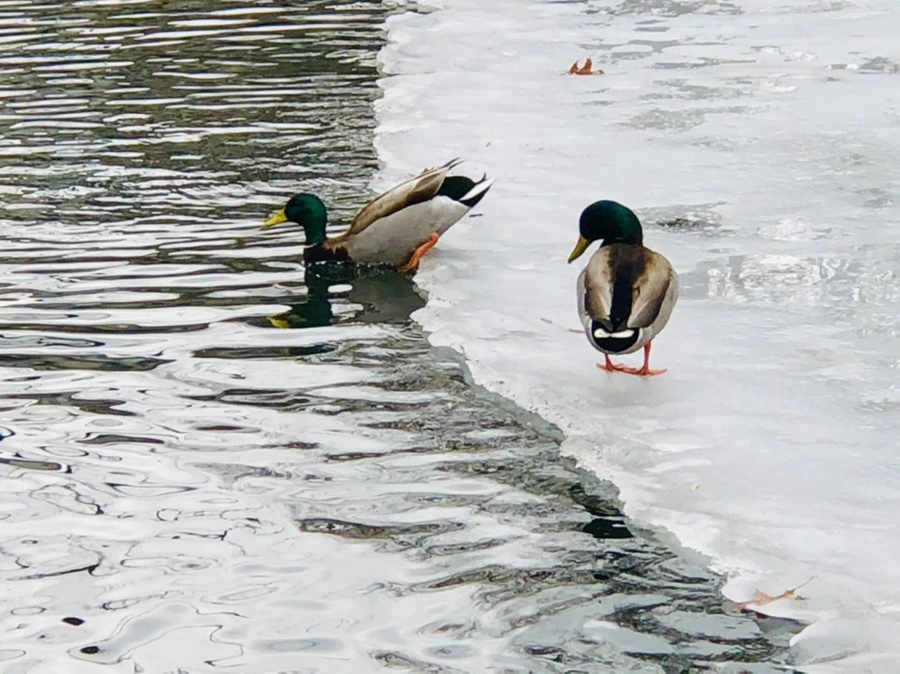 IMG_6283.jpg?type=w966