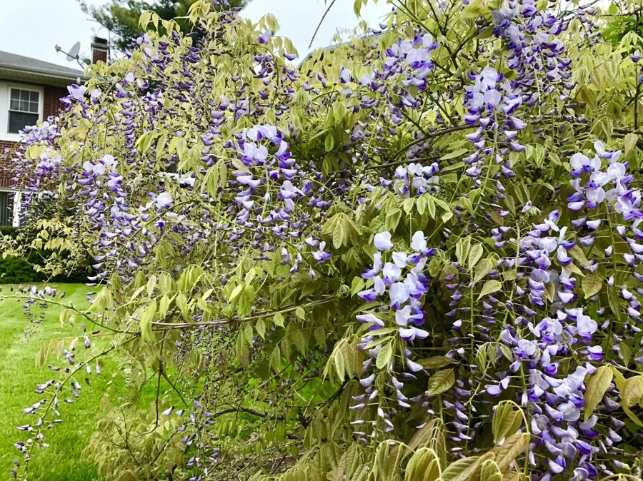 IMG_4091.jpg?type=w966