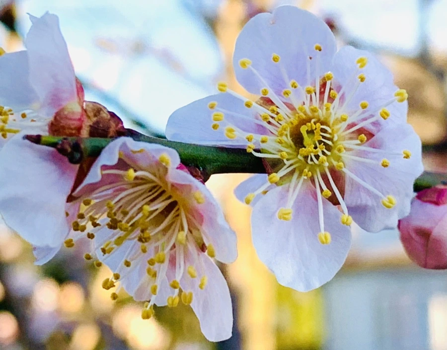 IMG_0769.jpg?type=w966