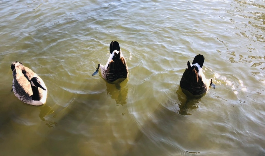 IMG_0294.jpg?type=w966