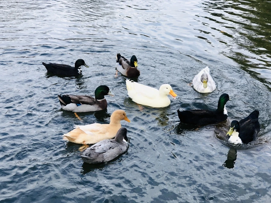 IMG_5493.jpg?type=w966