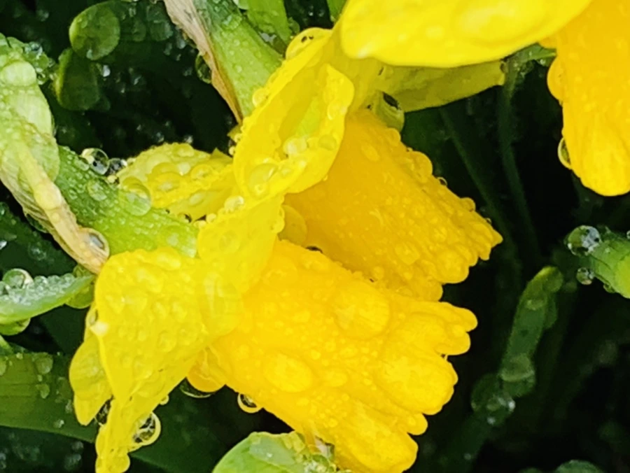 IMG_3737.jpg?type=w966