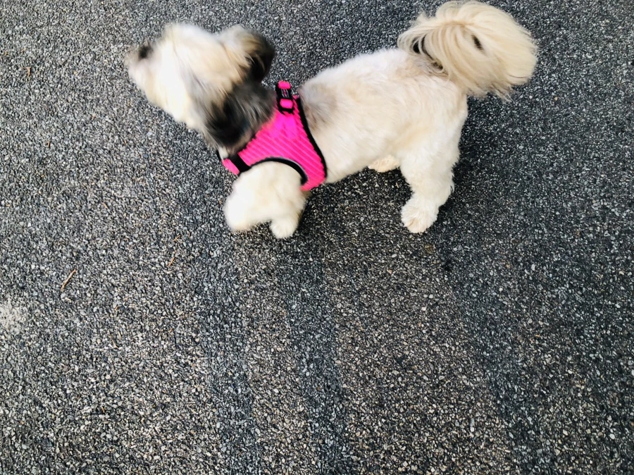 IMG_4664.jpg?type=w966