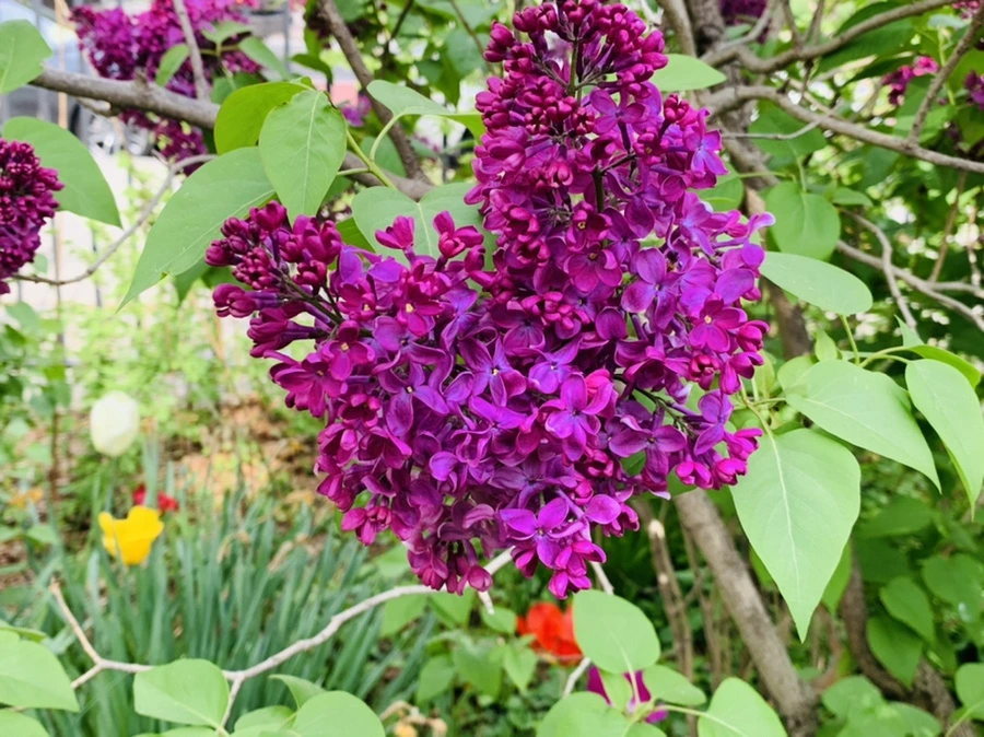 IMG_7025.jpg?type=w966