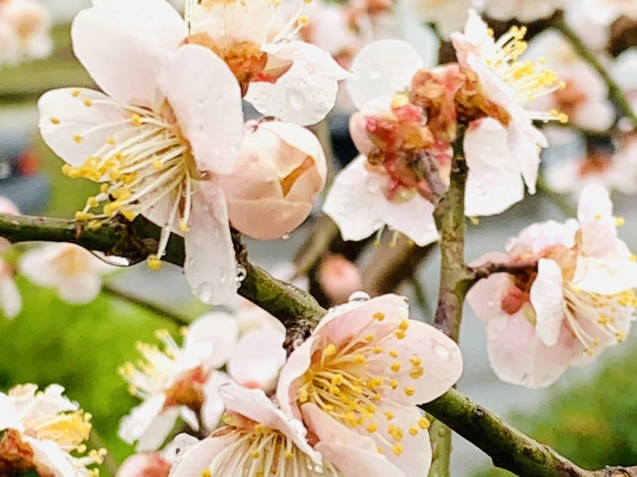 IMG_1854.jpg?type=w966