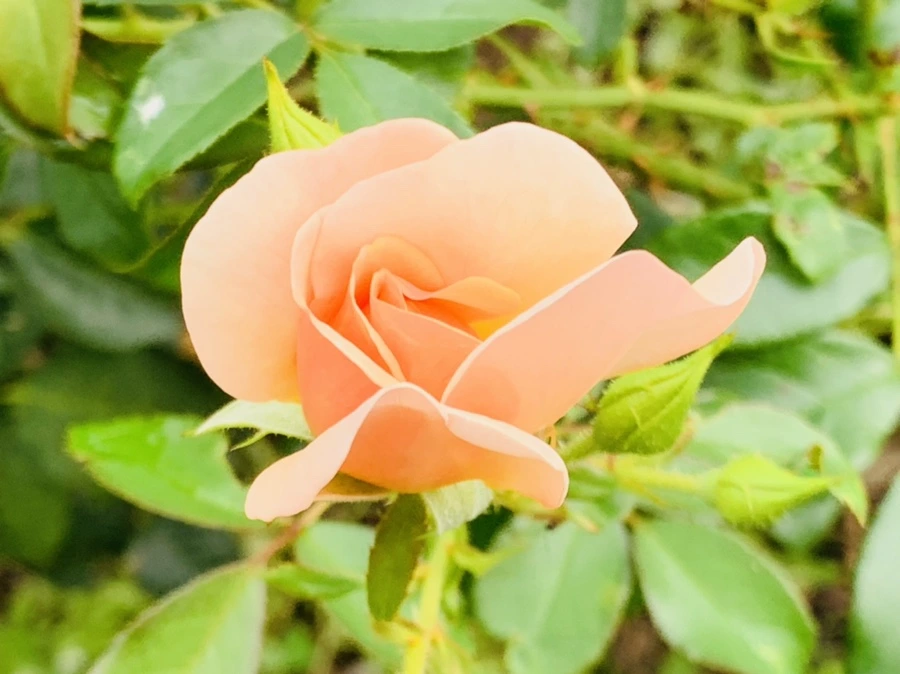 IMG_8695.jpg?type=w966