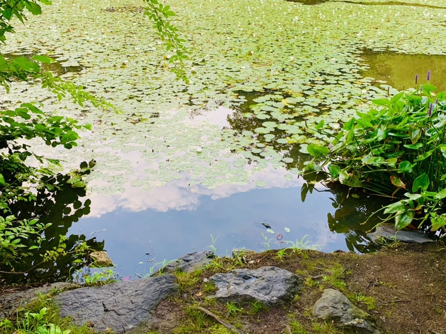 IMG_0409.jpg?type=w966