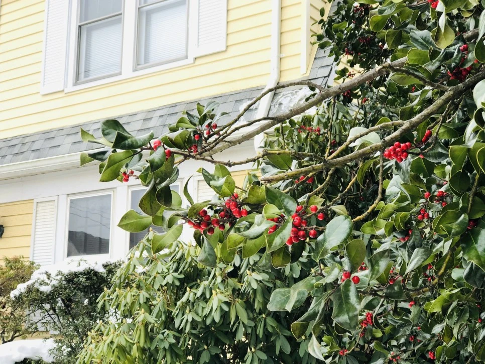 IMG_2671.jpg?type=w966