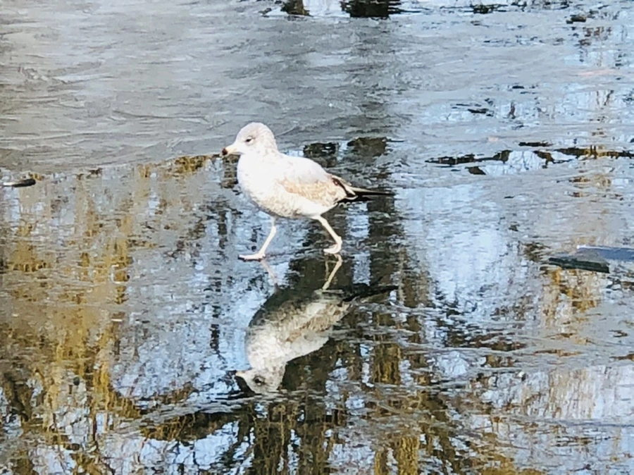 IMG_4692.jpg?type=w966